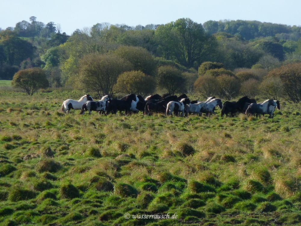Horses