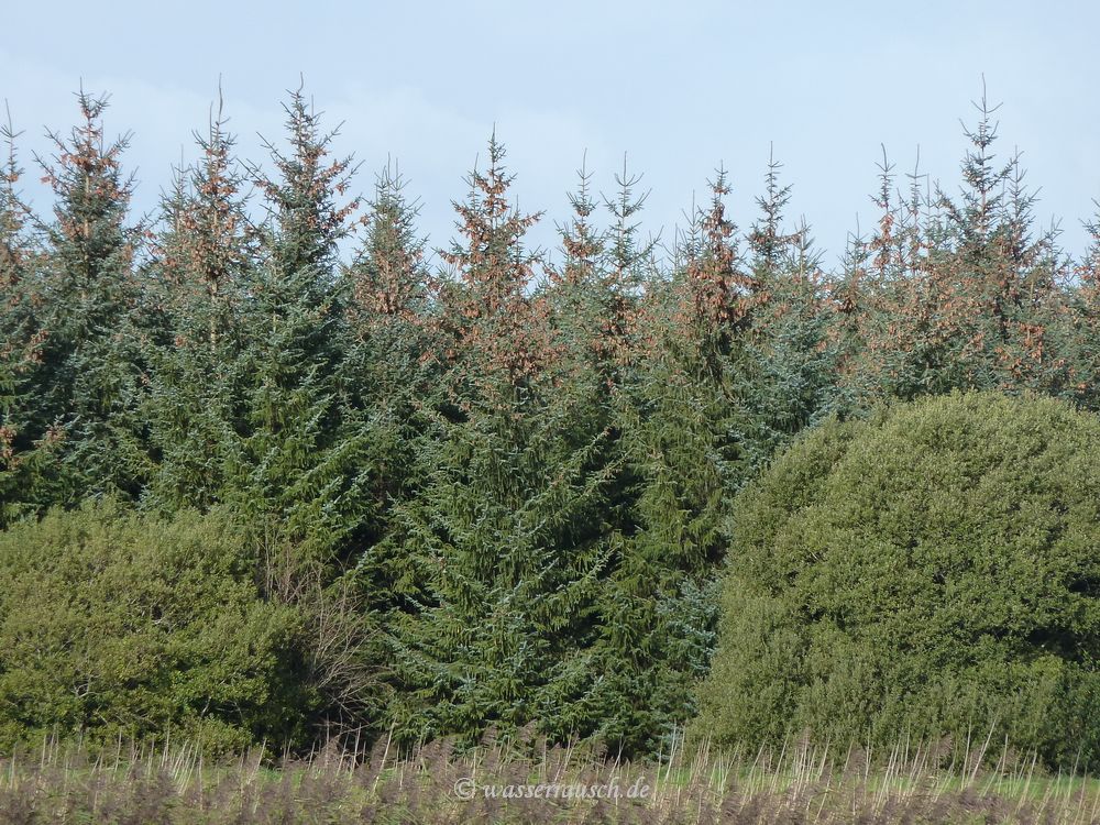 Cones