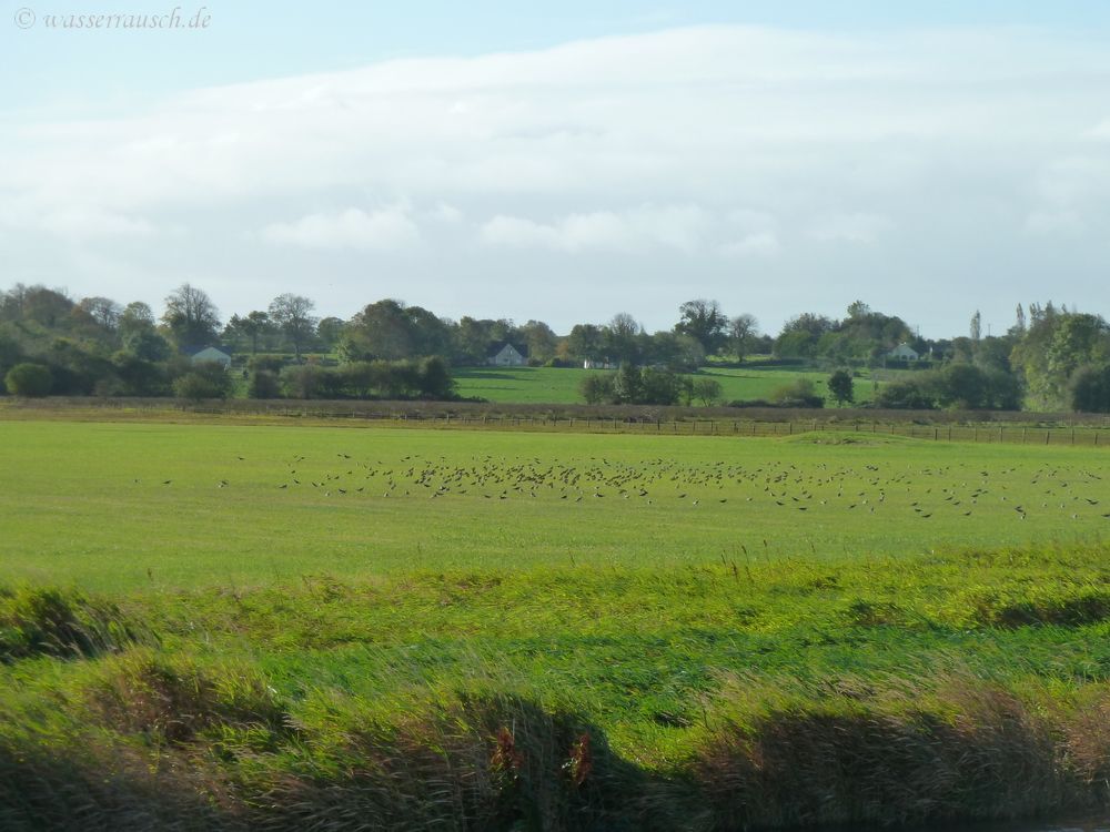 Lapwings