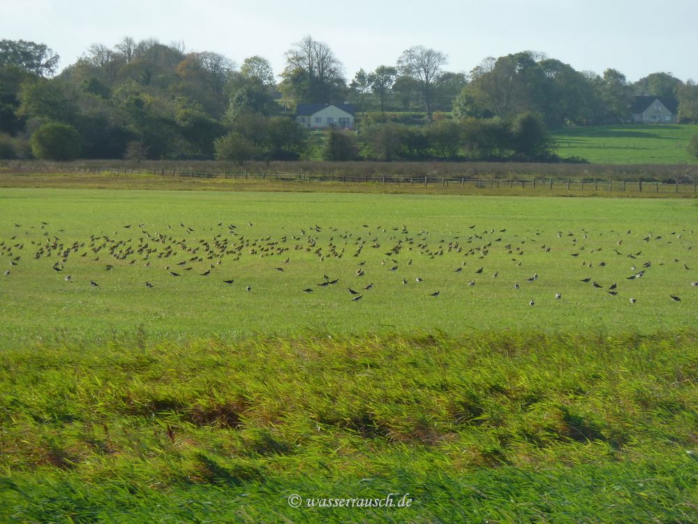 Lapwings