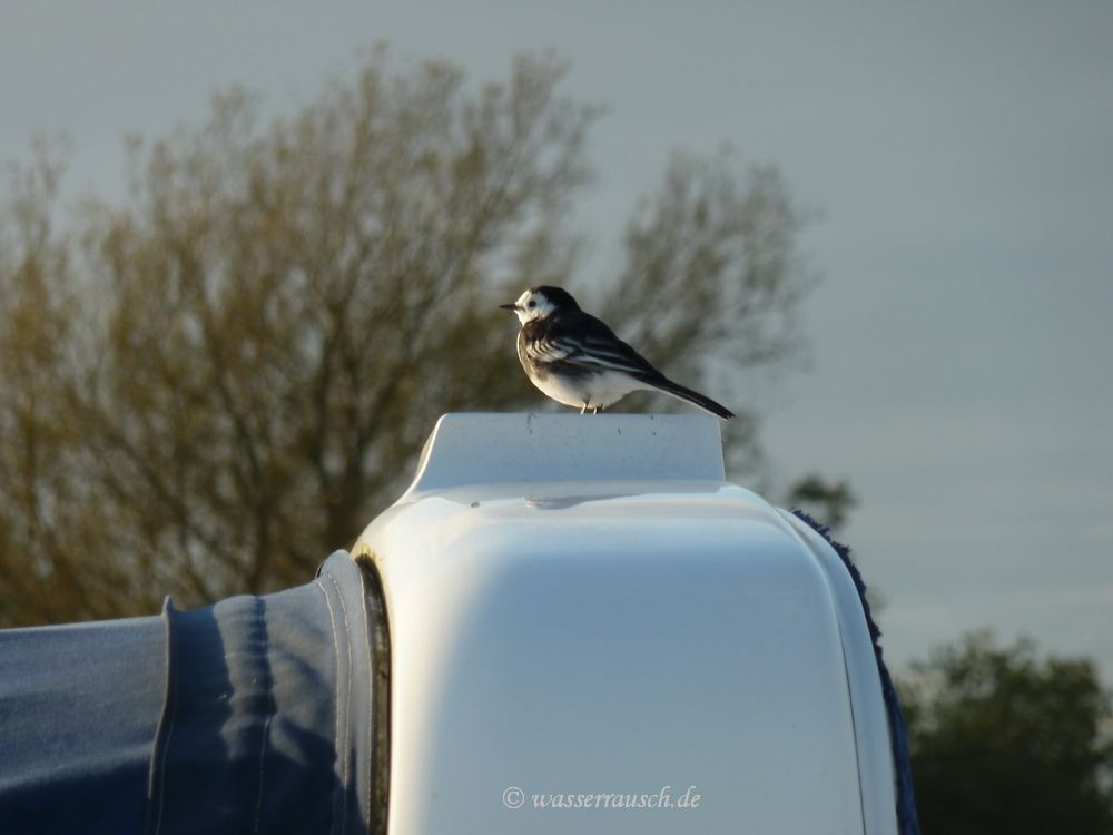 Bird rlaxing on the arch