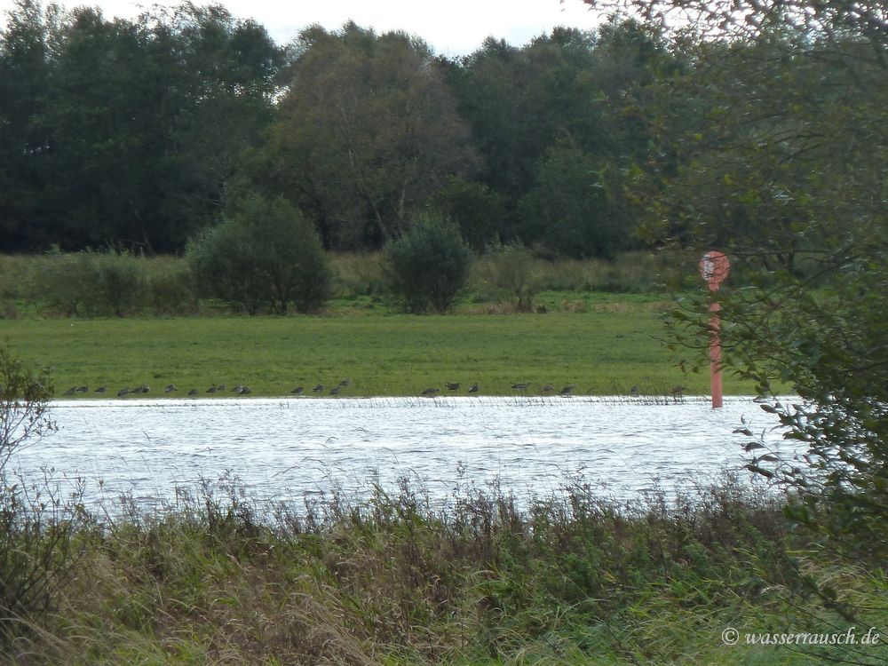 Curlews