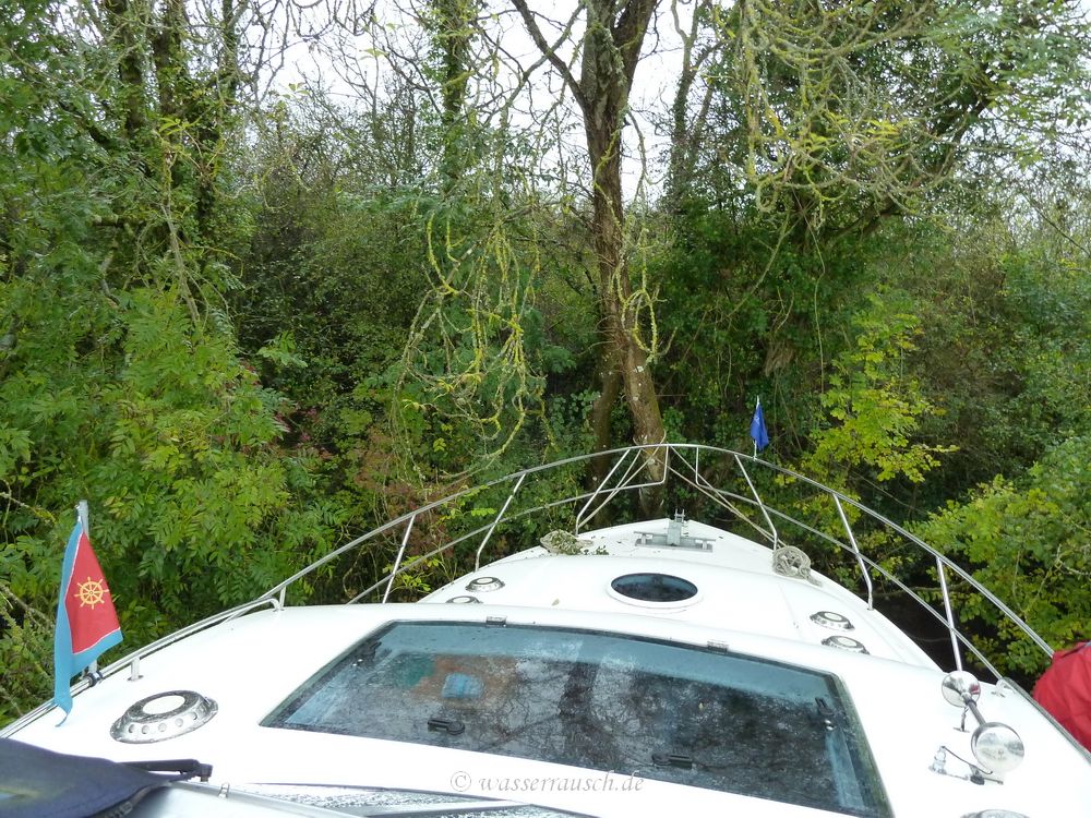 Moored to a tree