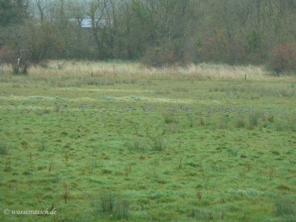 Lapwings on it