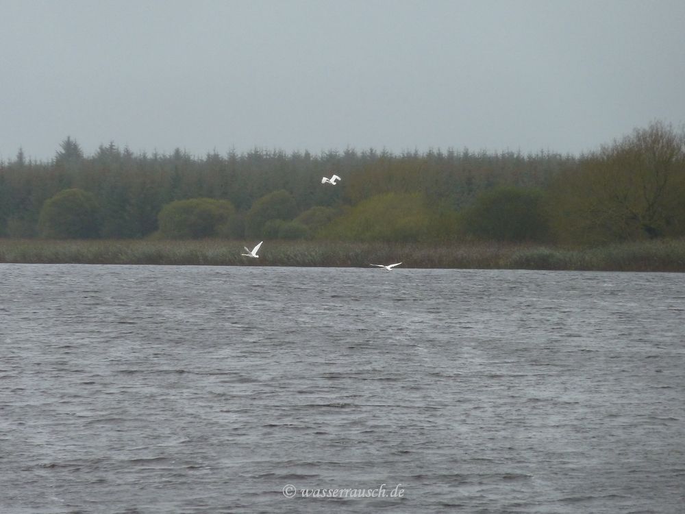 Flying swans