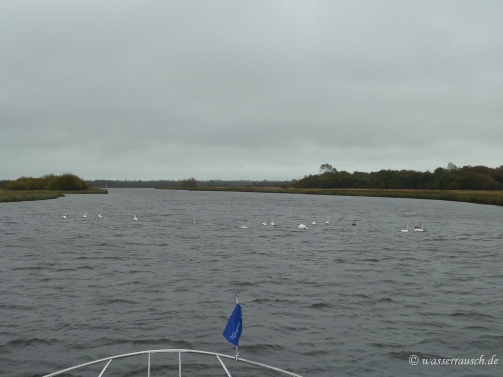 Swans
