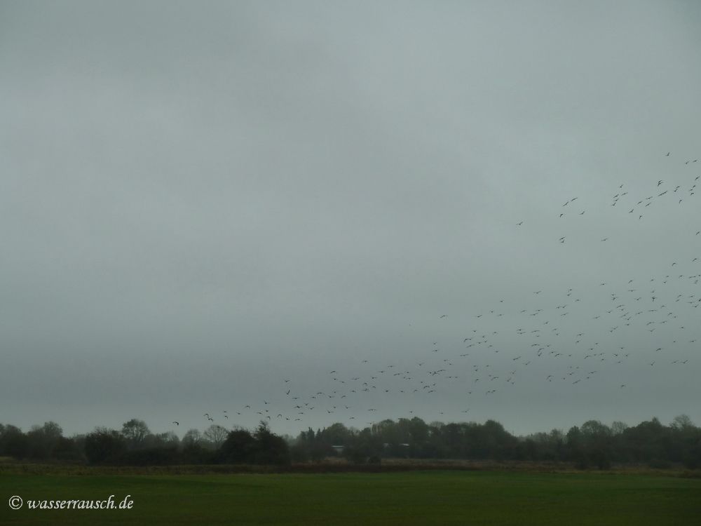 Flying Lapwings