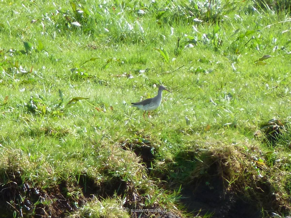 Redshank