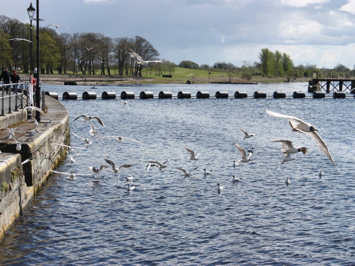 Seagulls