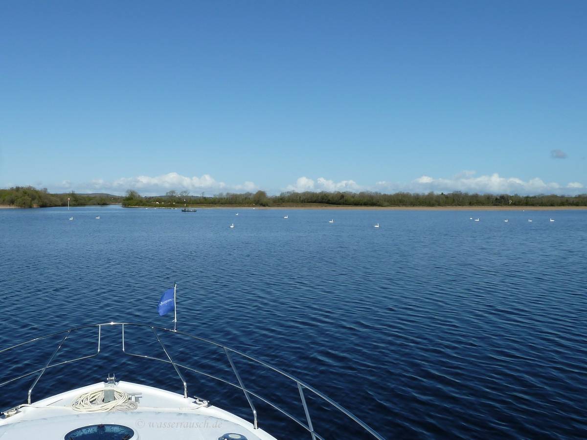 Swans on Lough Forbes