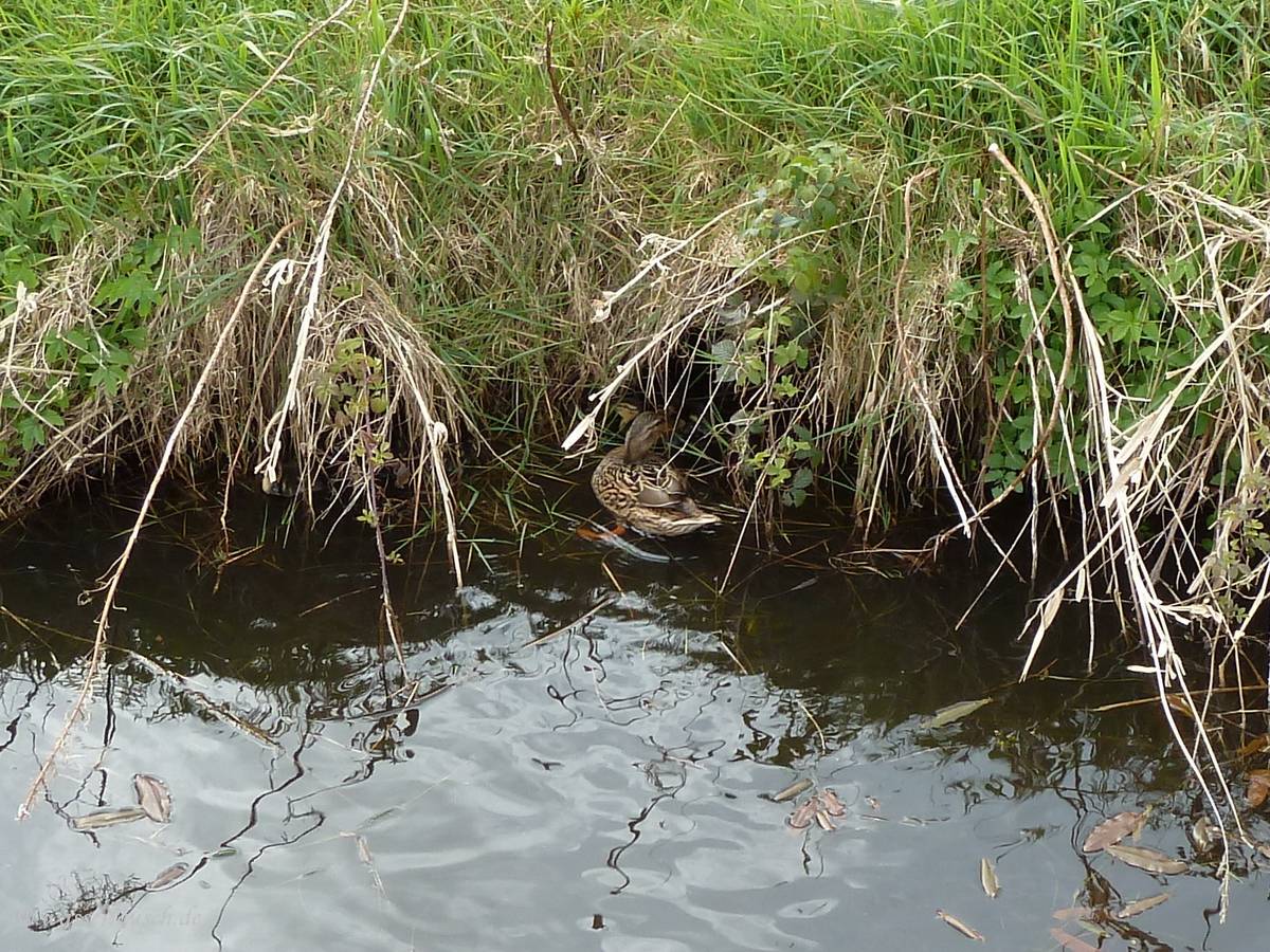 Ducklings