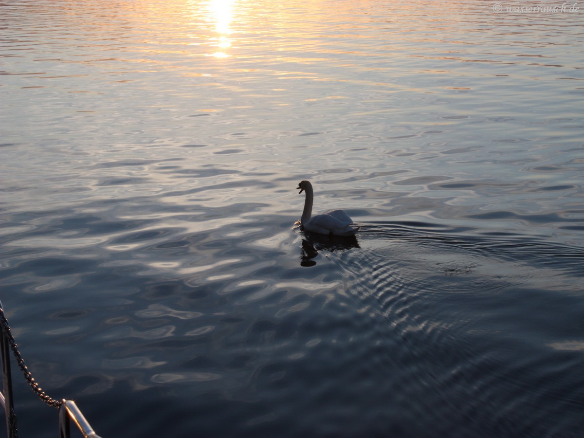 Swan