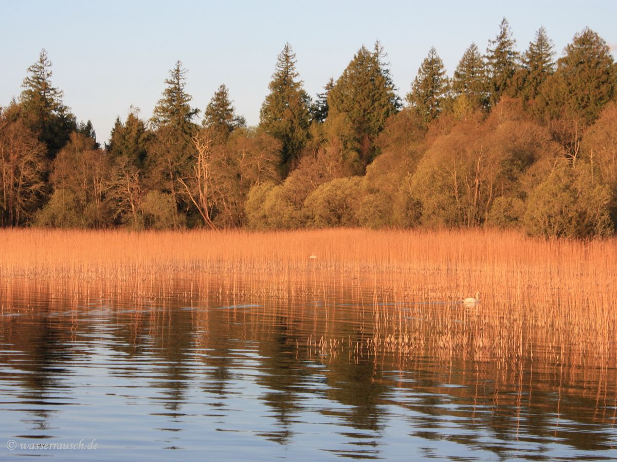 Red reeds