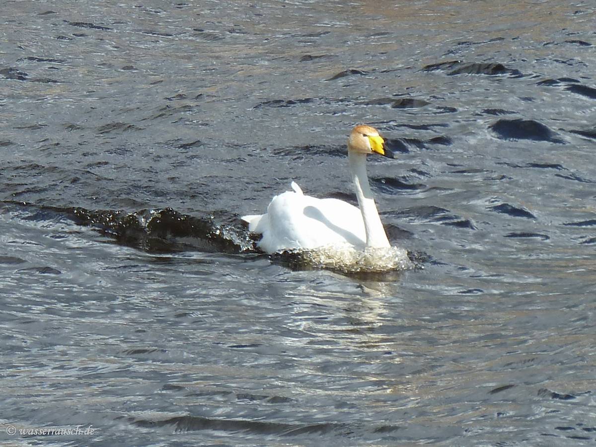Whooper swan