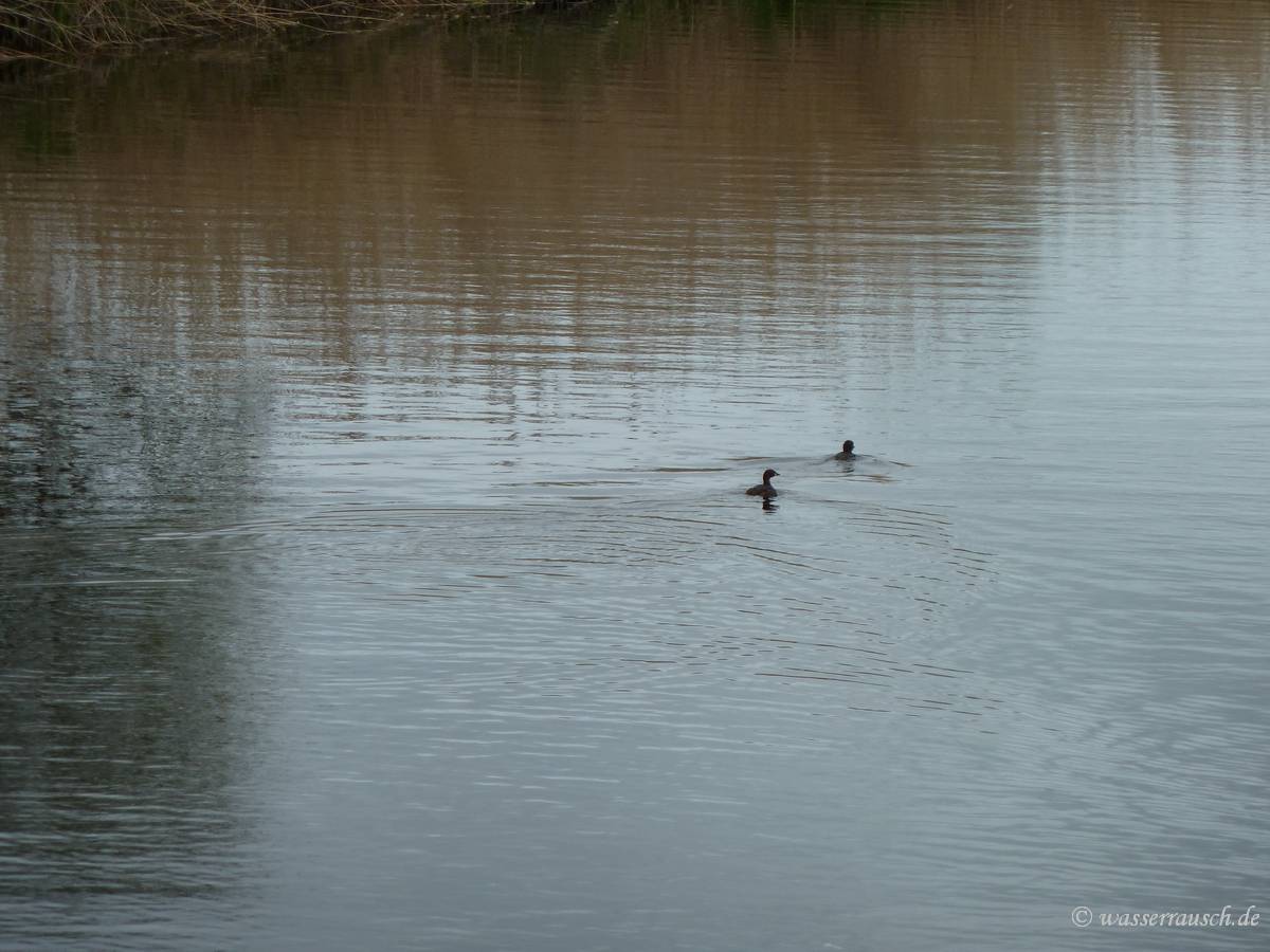 Little Grebes
