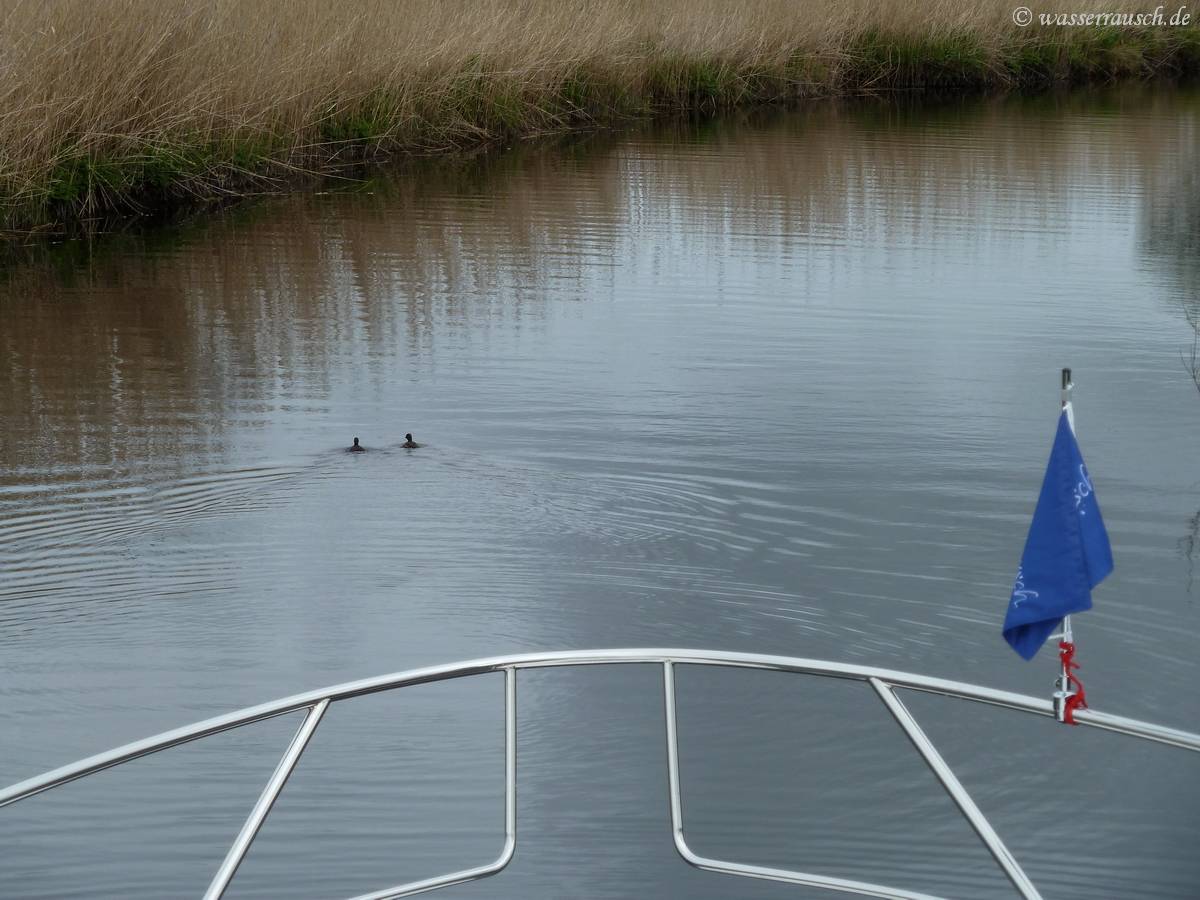 Little Grebes