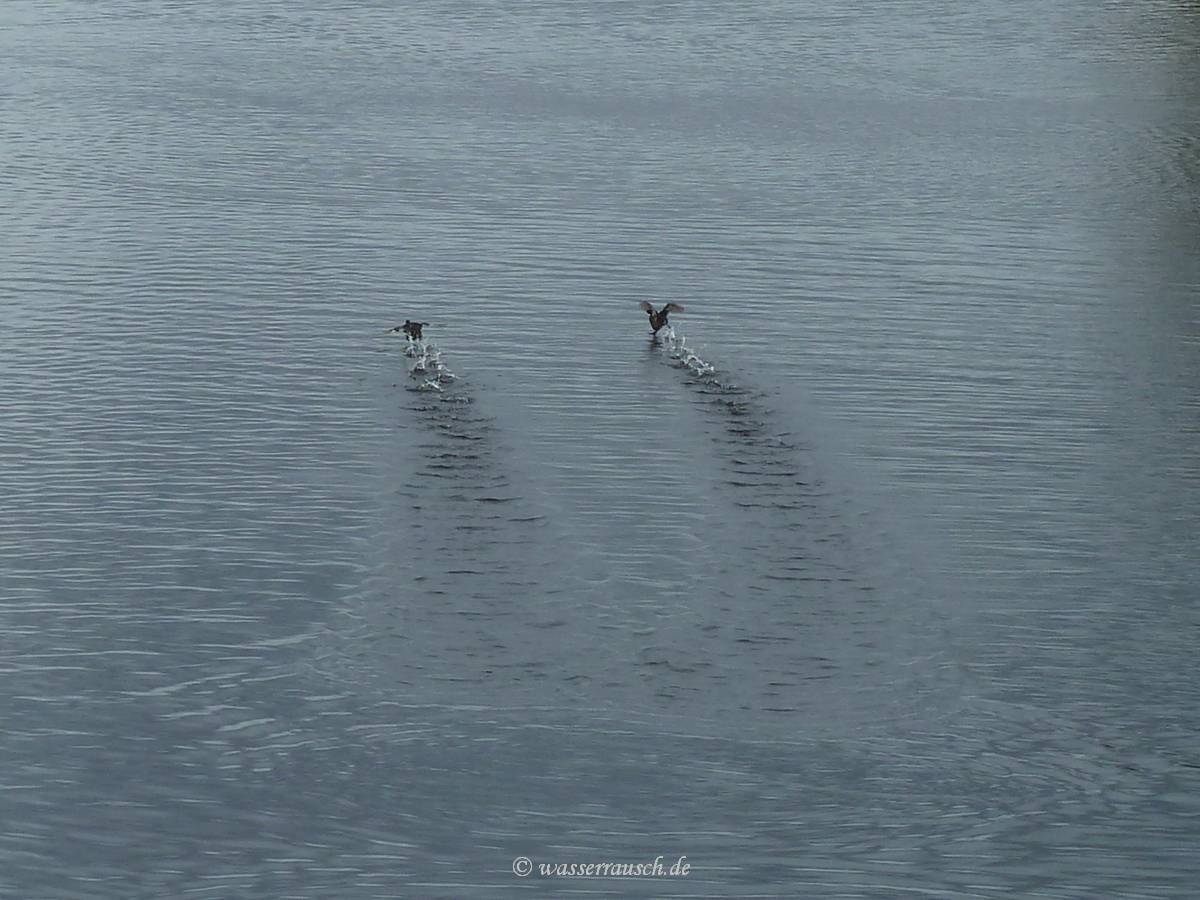 Little Grebes
