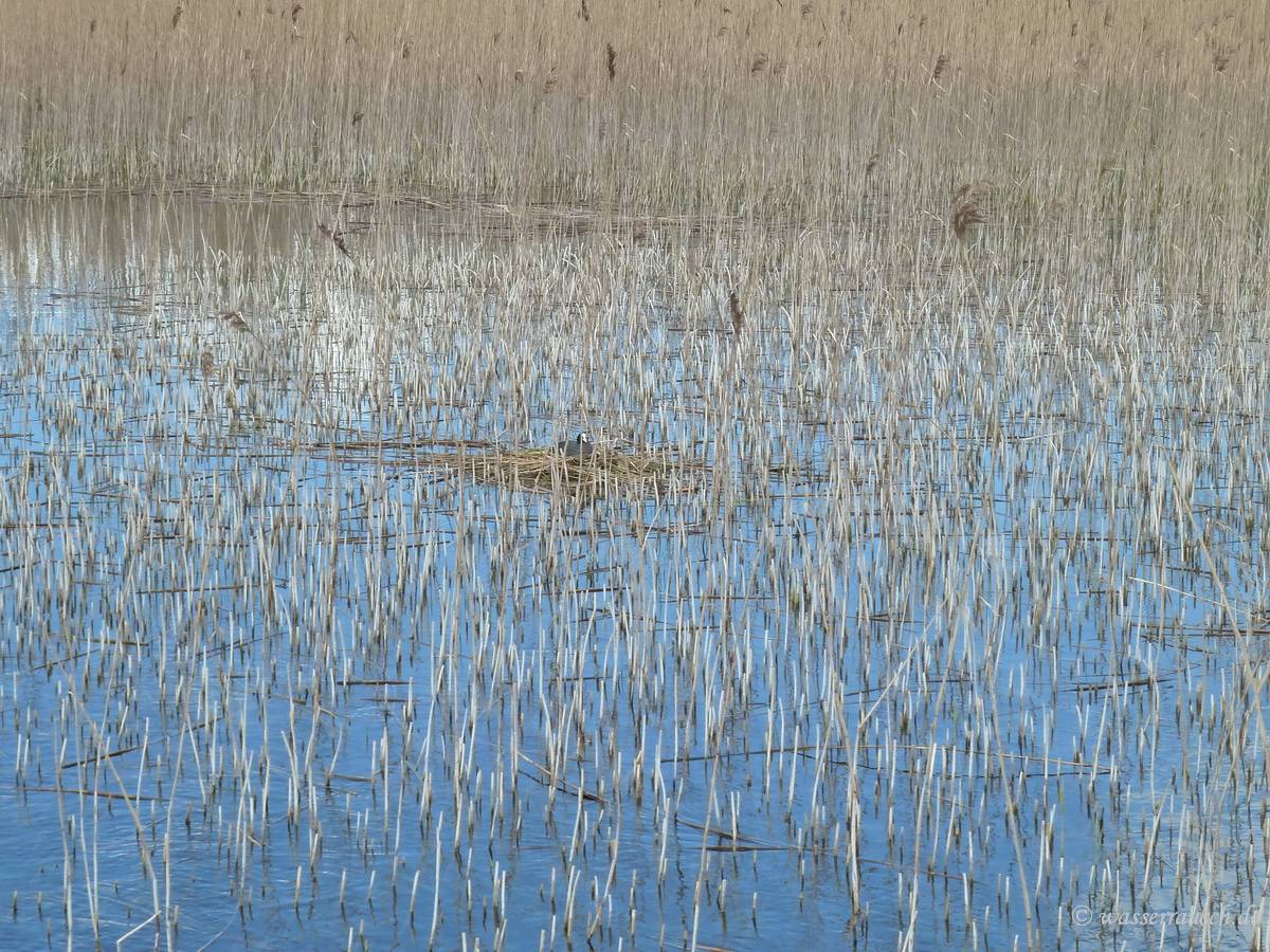 Breeding coot