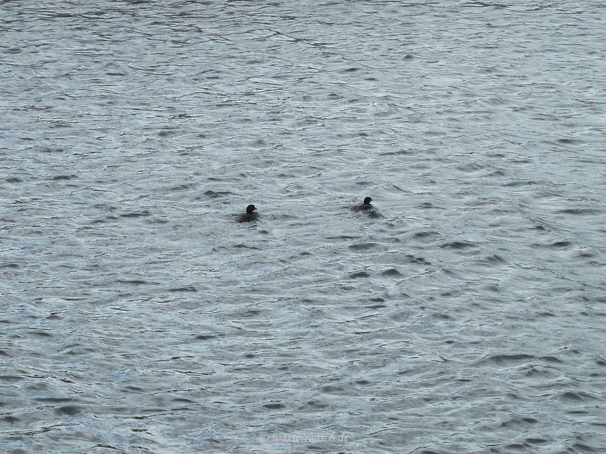 Little Grebes