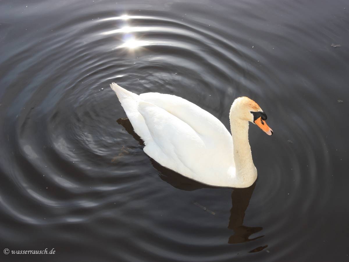 Swan