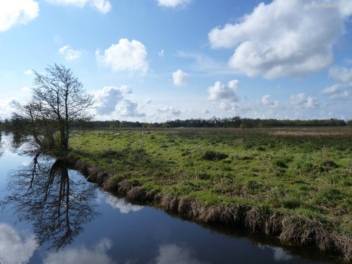 Camlin wetlands