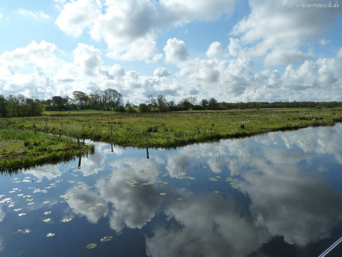 Reflections between the water lilies