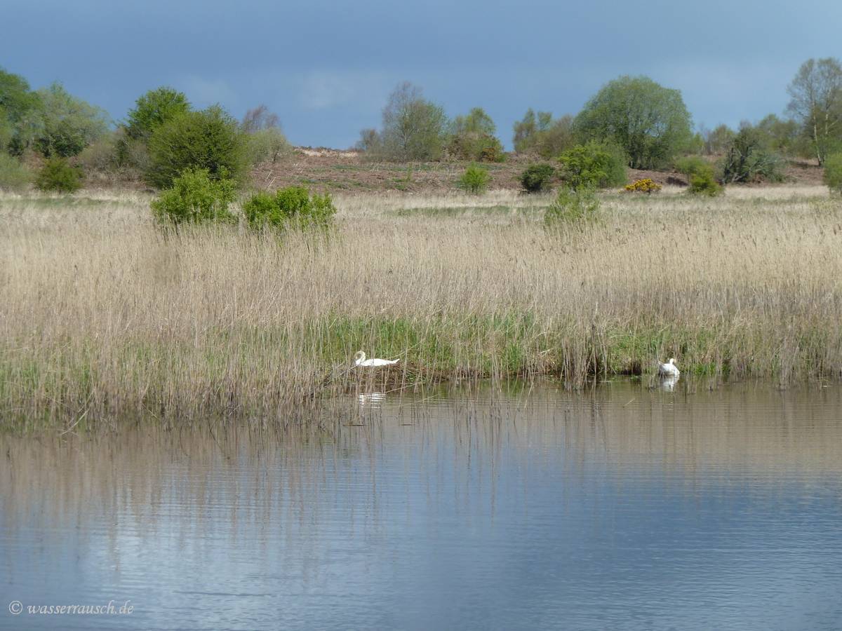 Boggy floodplain