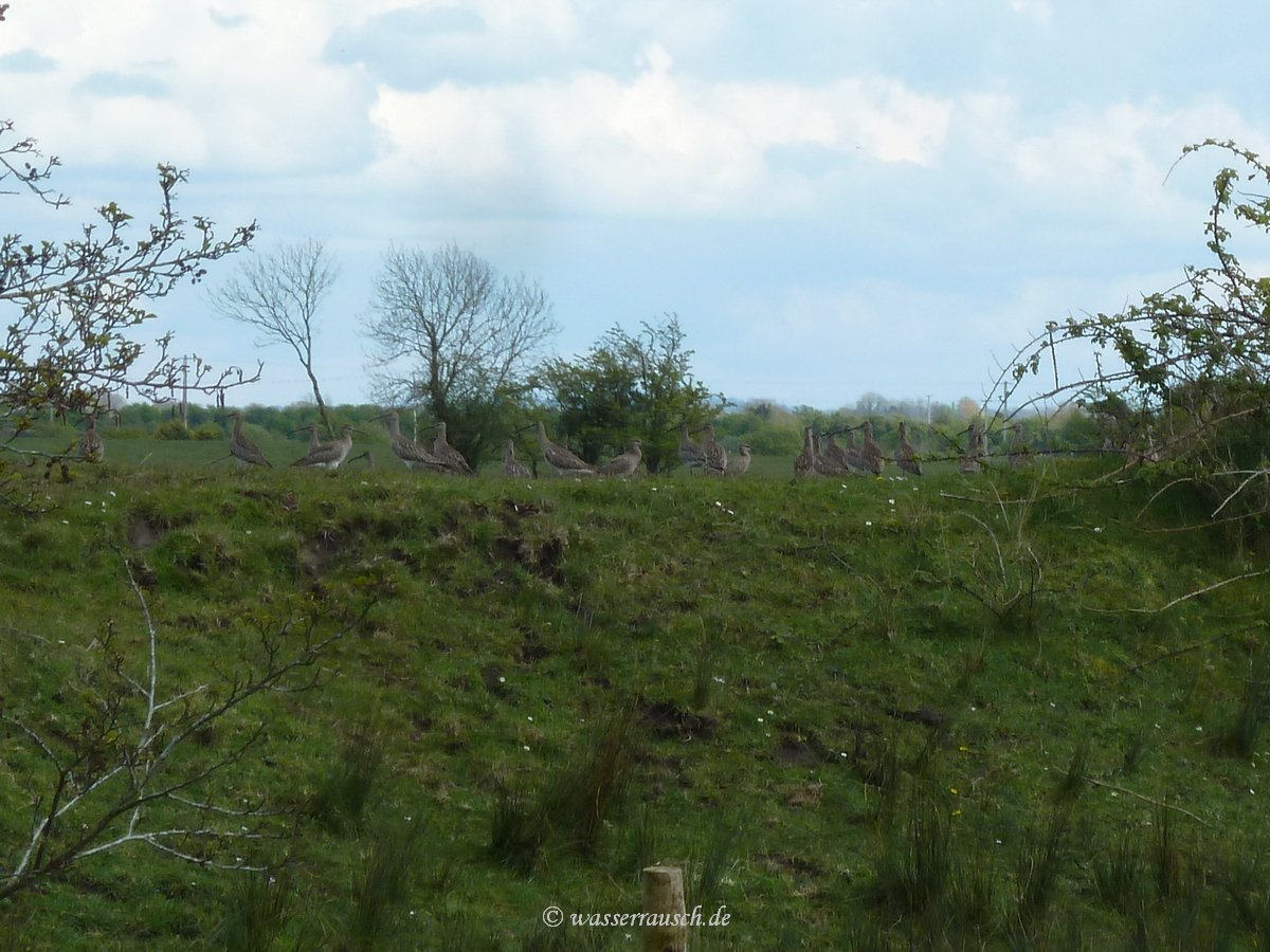 Curlews