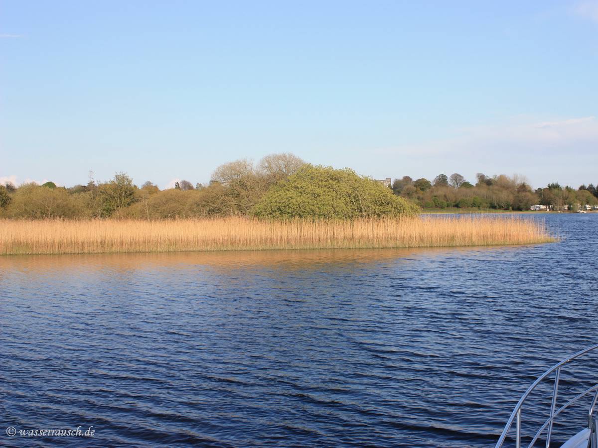 Golden reed