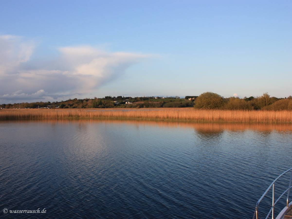 Red reed