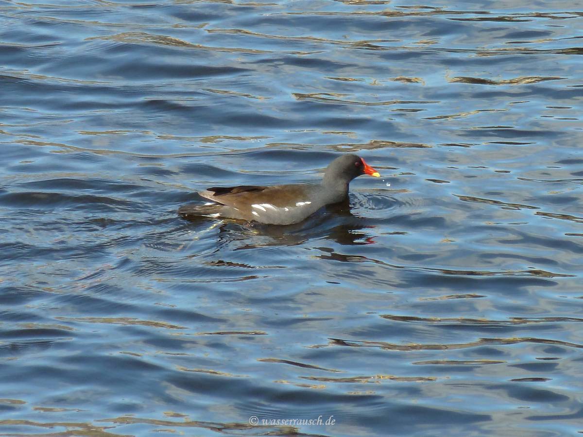 Moorhen