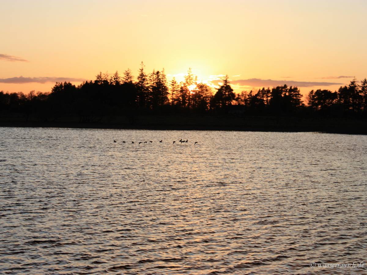 Curlews at sunset