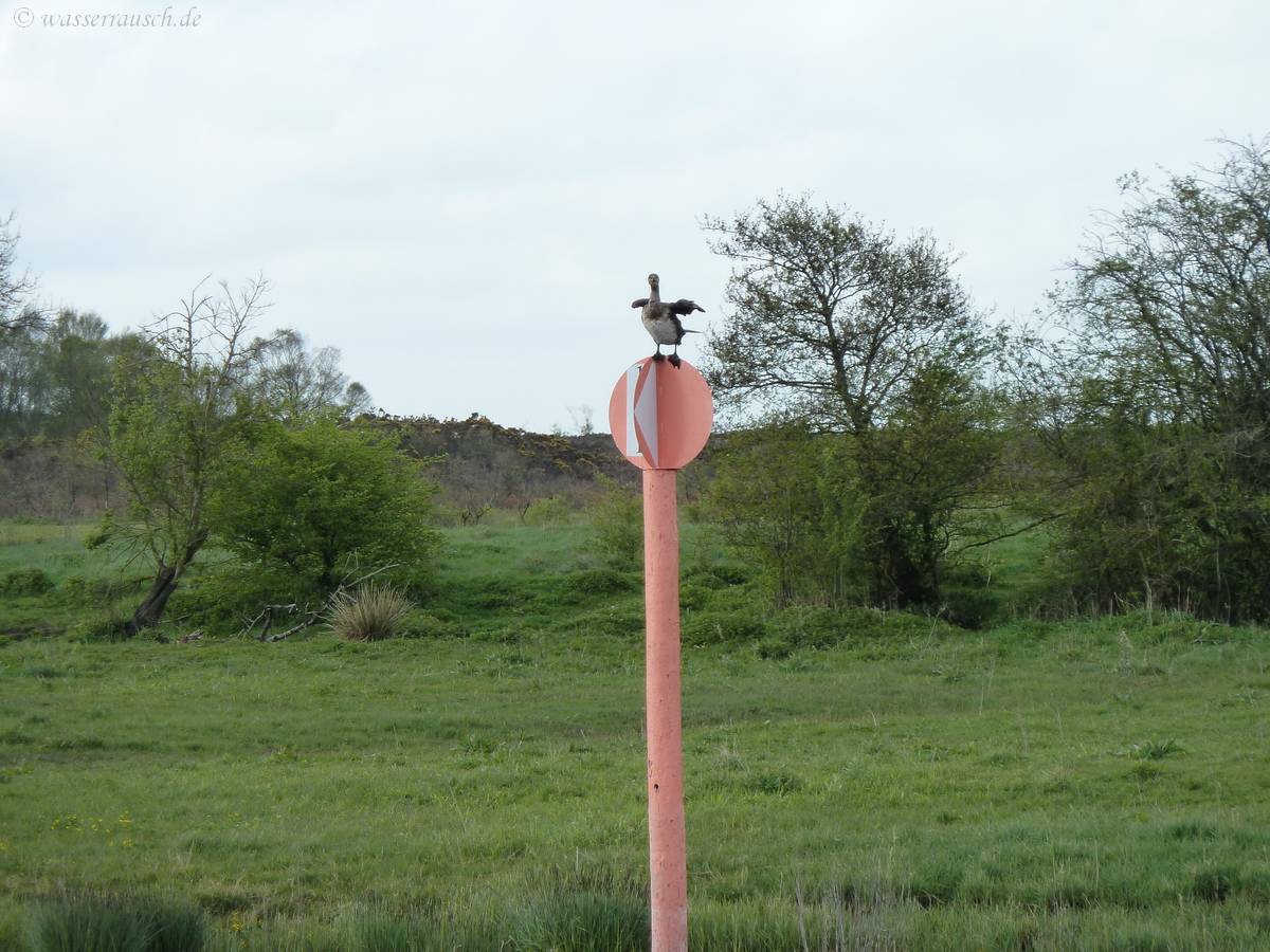 Cormorant