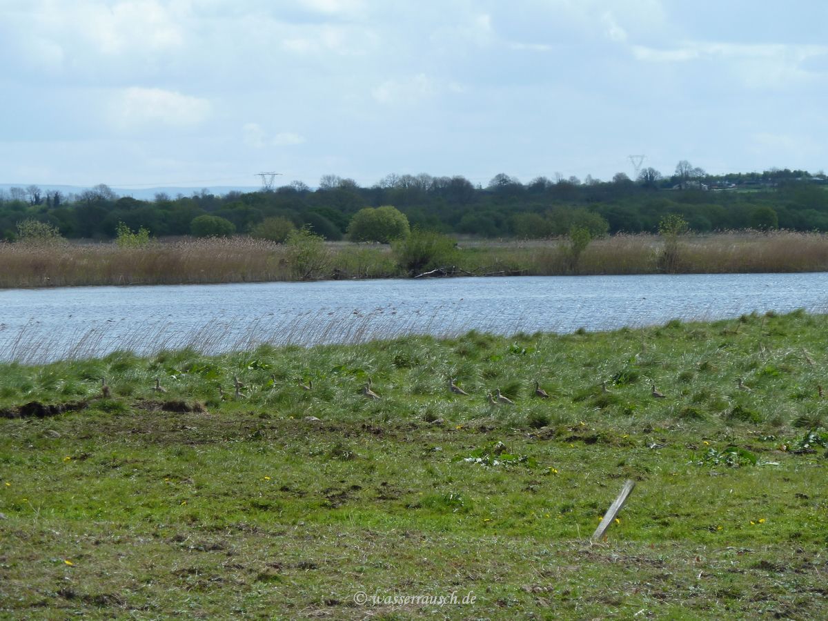 Curlews