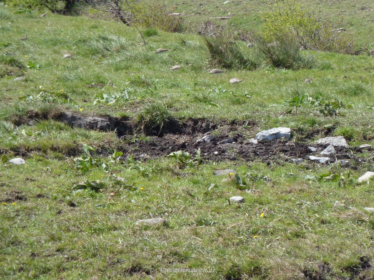 Curlews