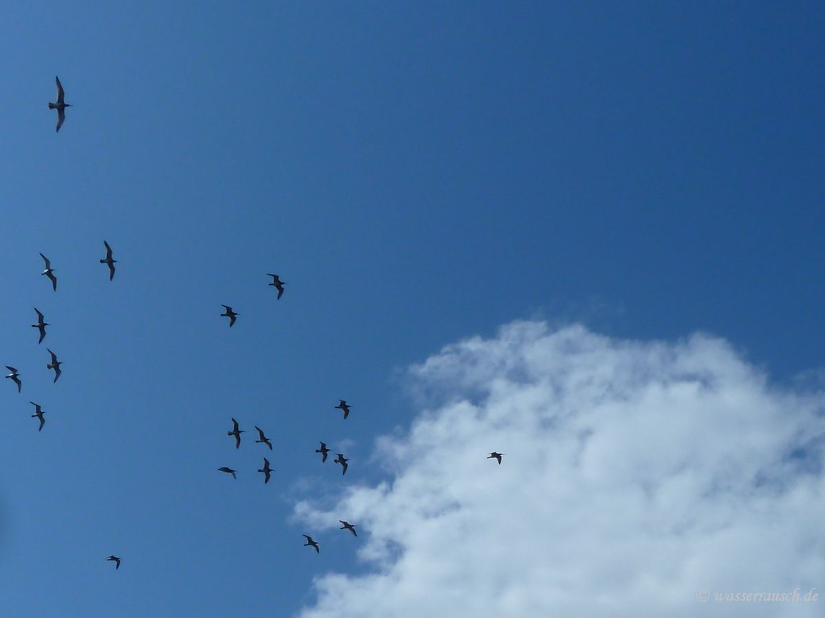 Curlews