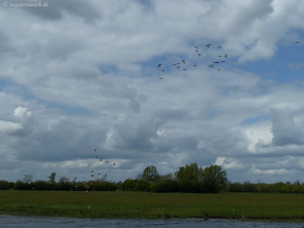 Curlews