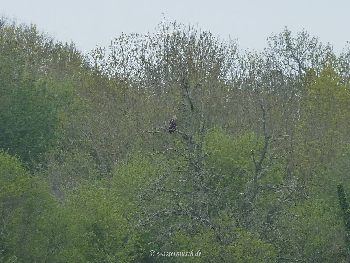 White-tailed Sea Eagle