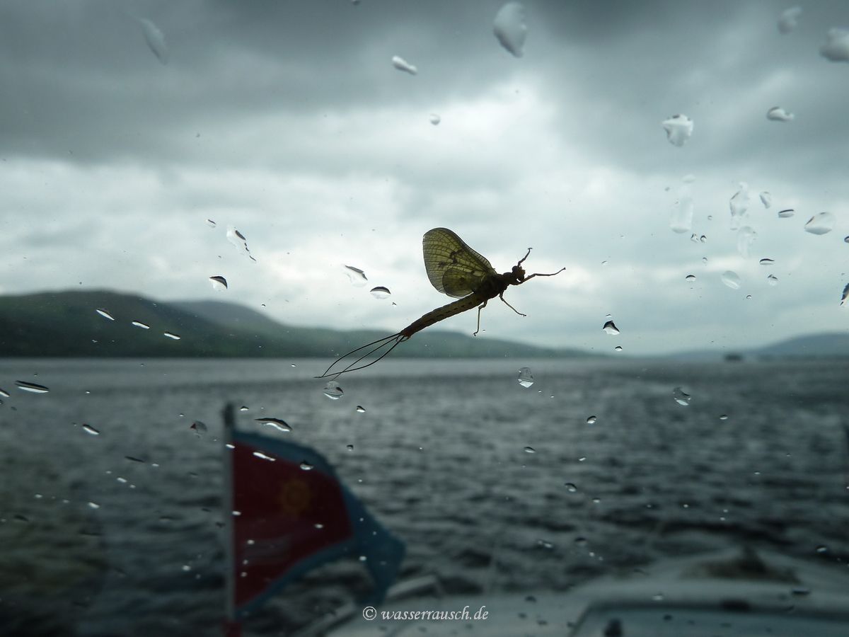 Mayfly