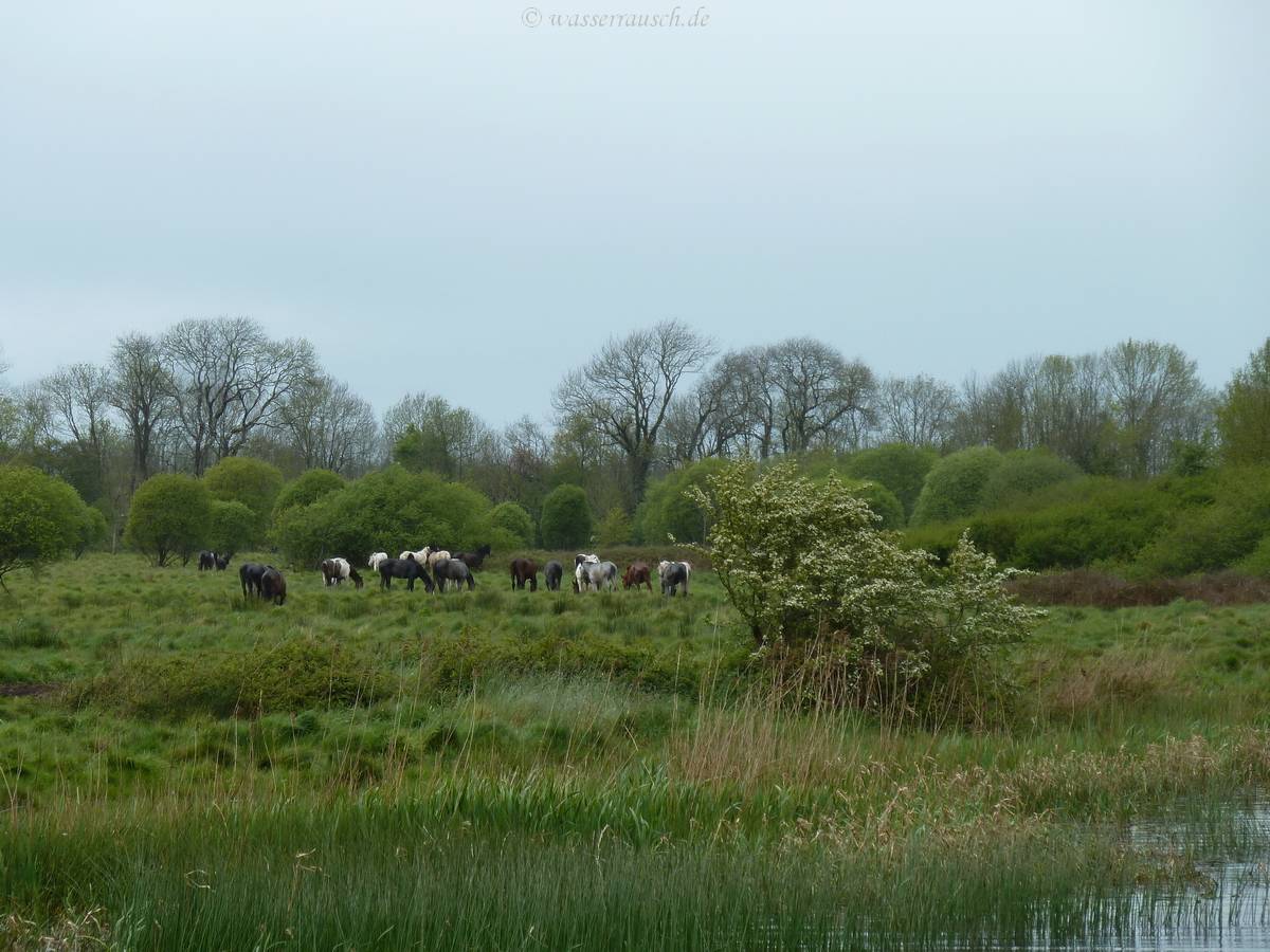 Horses on Portland Island
