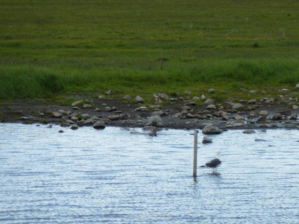 Bathing curlews
