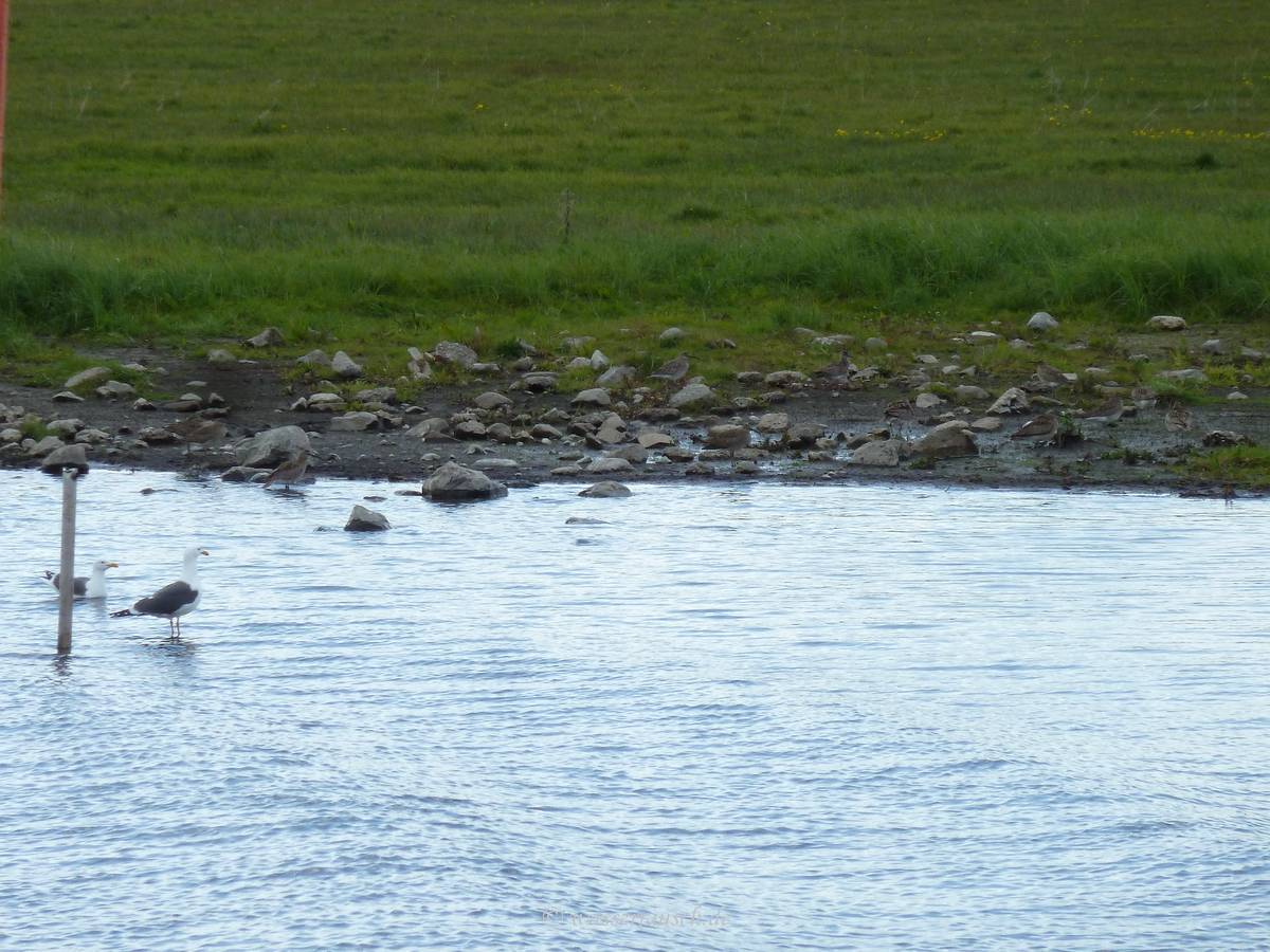 Curlews