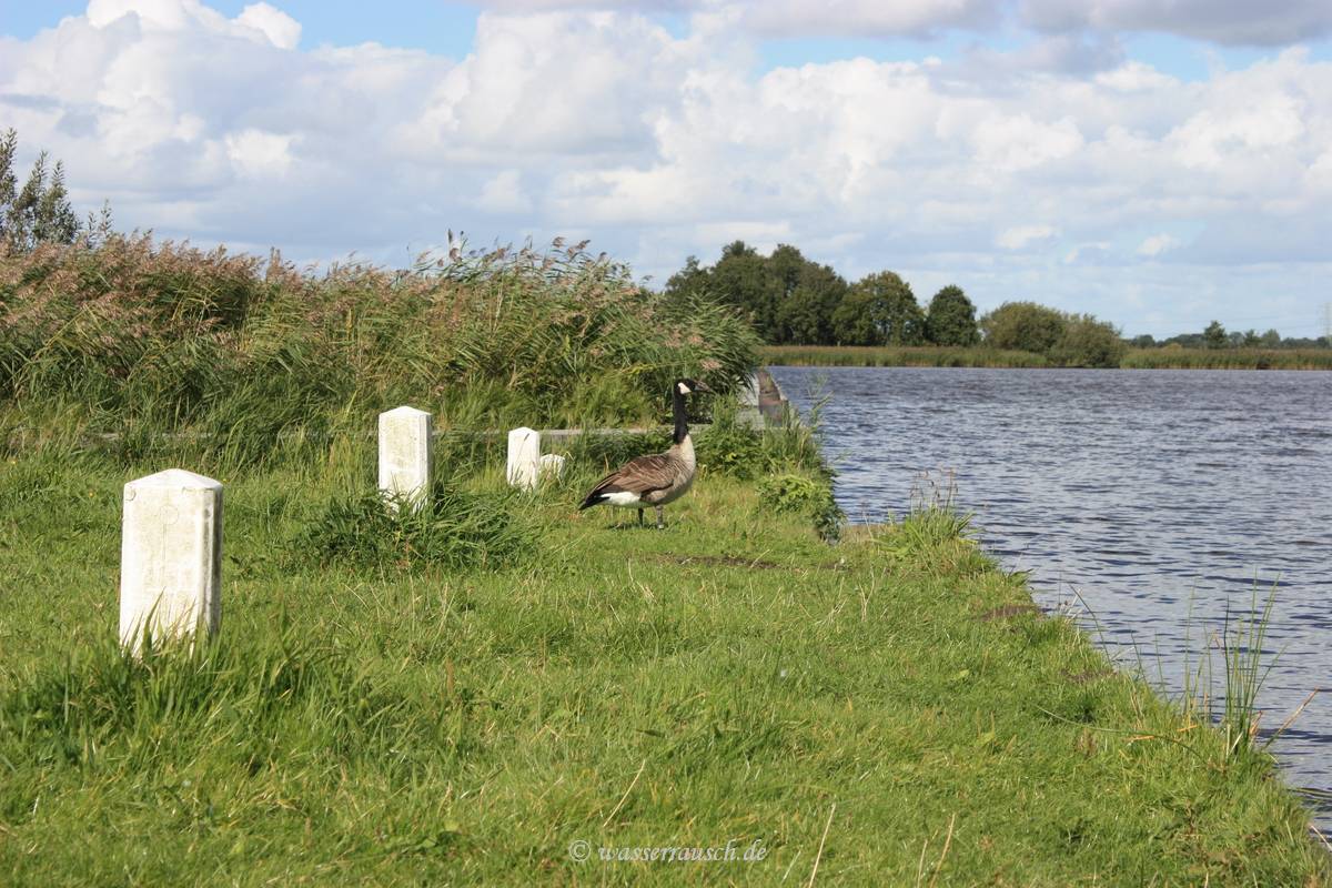 Goose