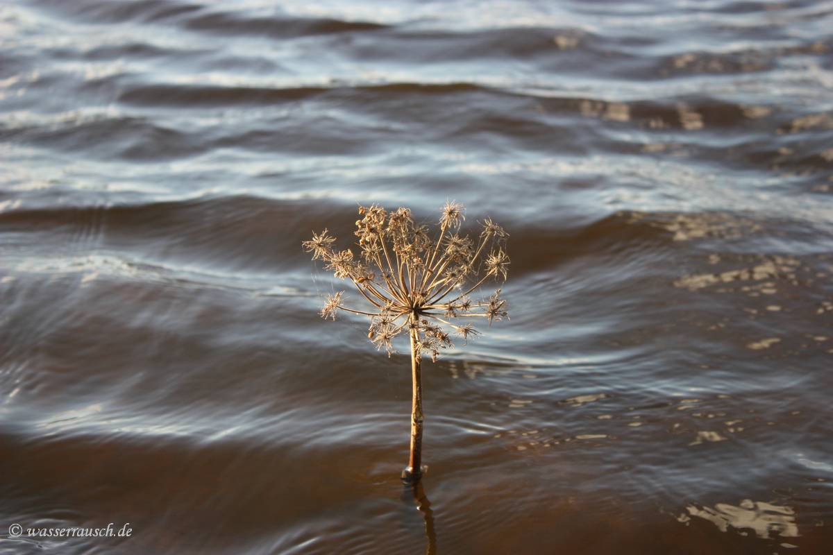 Art made by nature