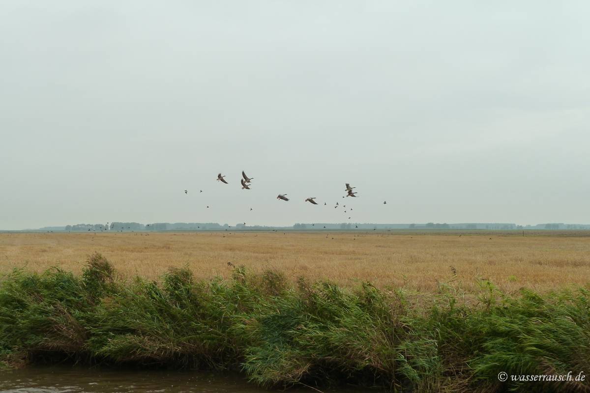 Geese
