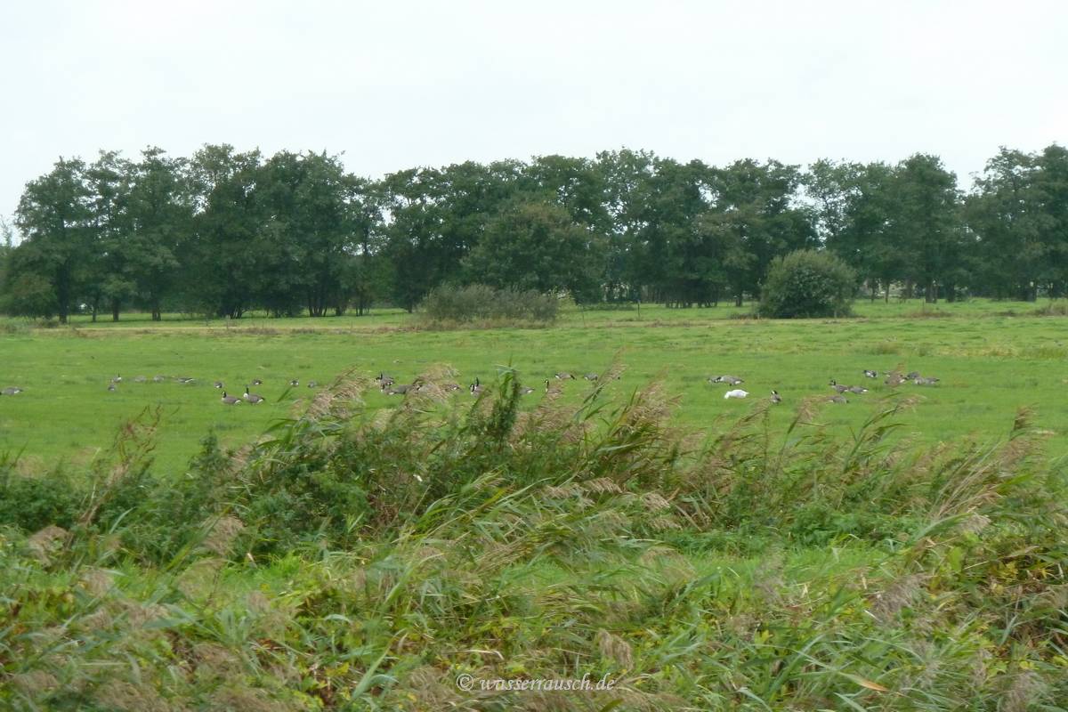 Geese on the shore of De Lits