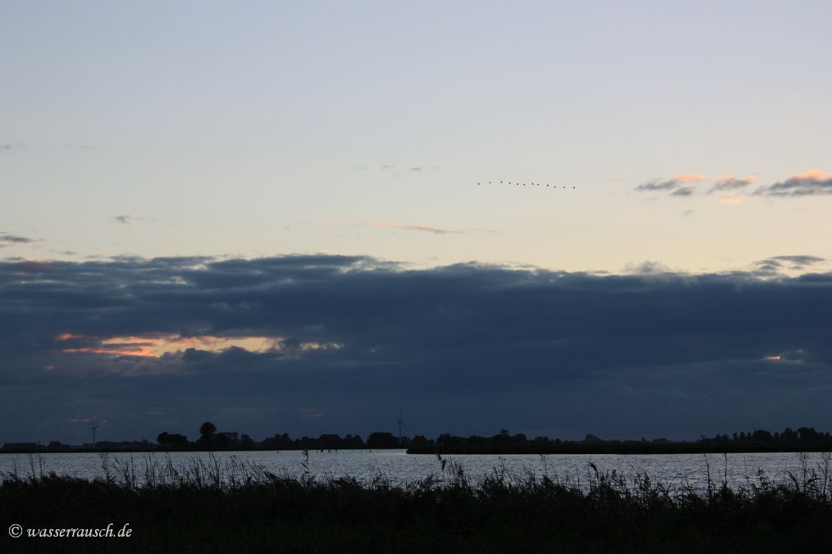 Geese over Sansmar