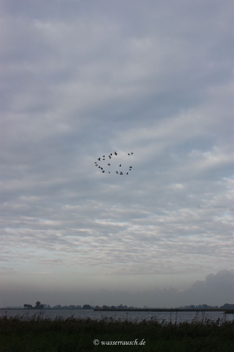 Geese