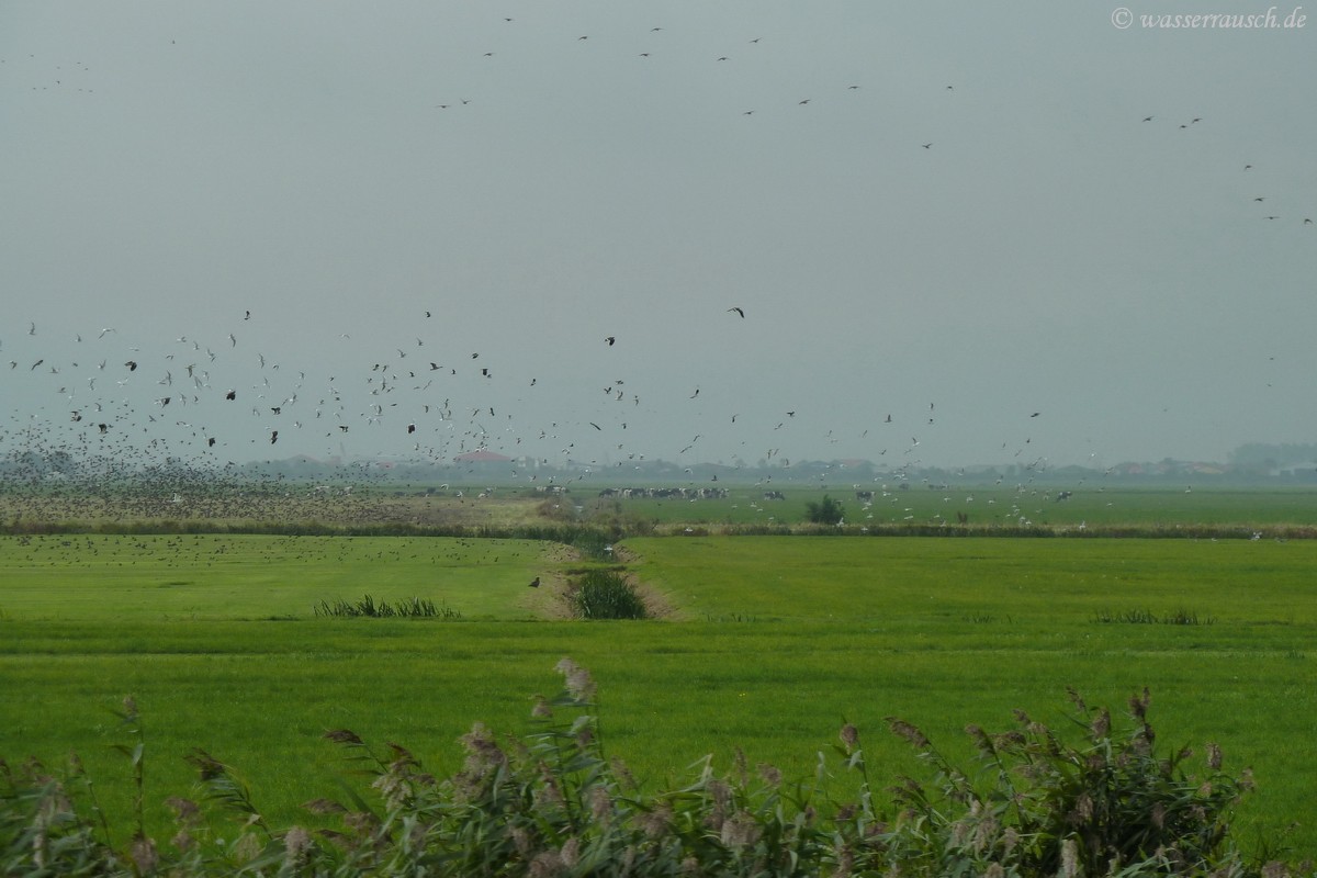 Birds on the meadow