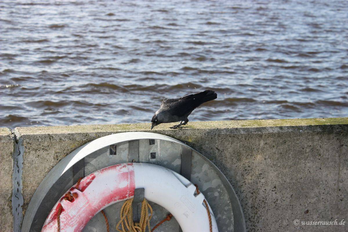 Raven